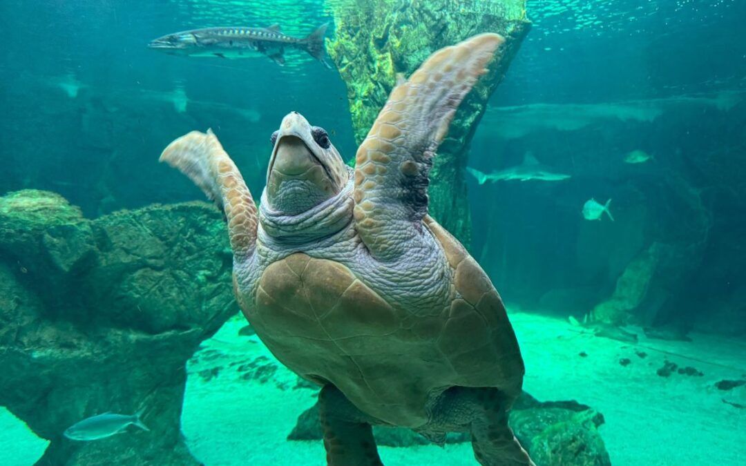 Una experiencia inolvidable en el Zoo de Madrid